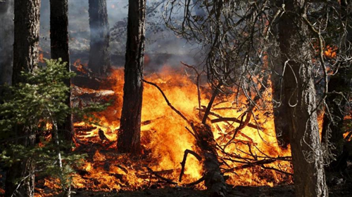 Stato massima pericolosità incendi boschivi a partire dal 21/07/2022